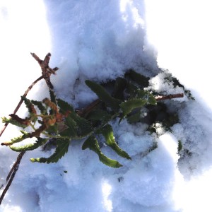 Fern and snow