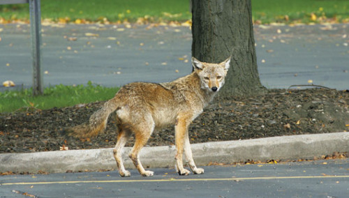 Another suburban coyote.