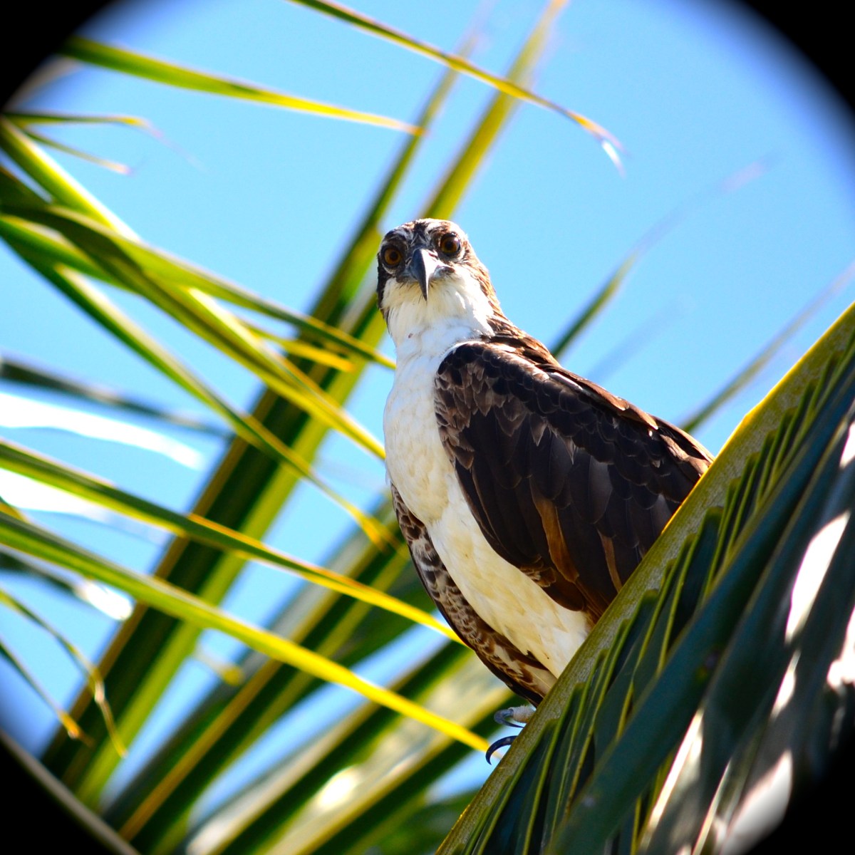 Osprey