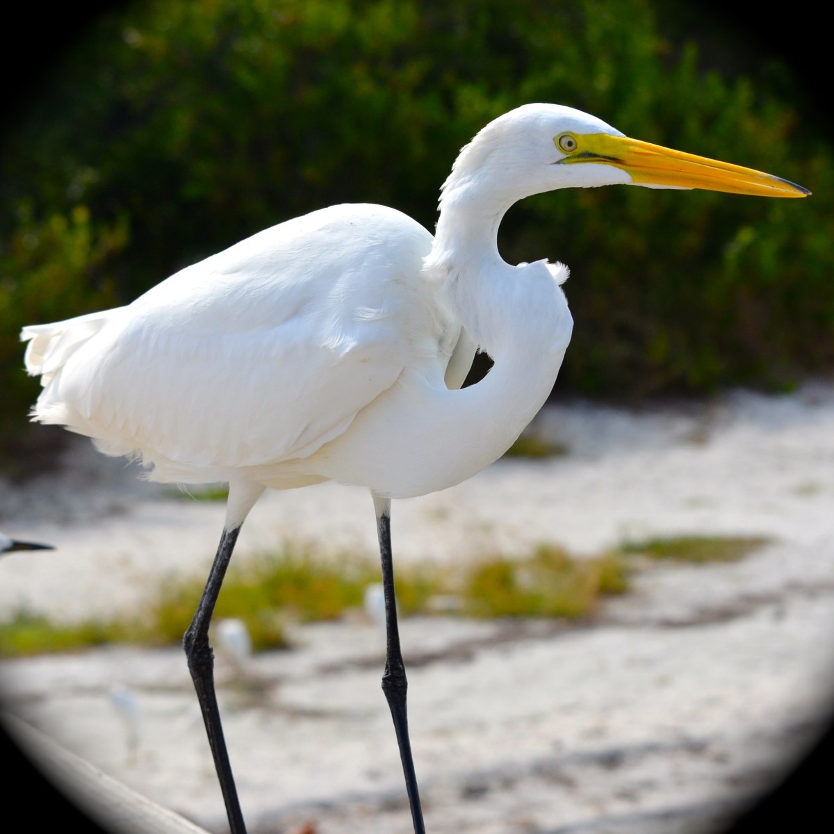 Great egret
