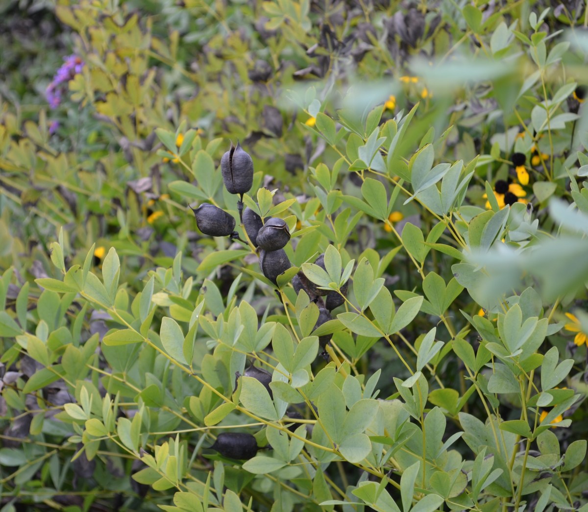Baptisia seedpods