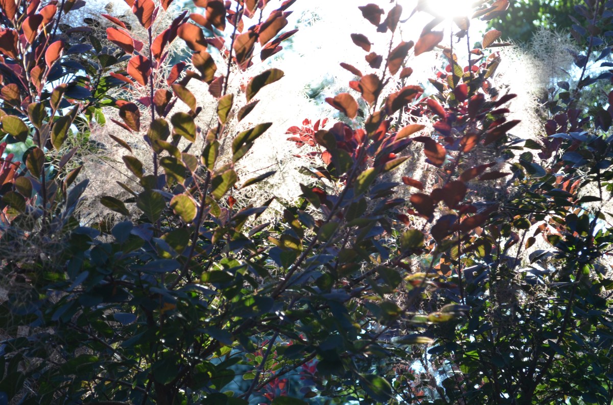 Sunlight in shrubbery