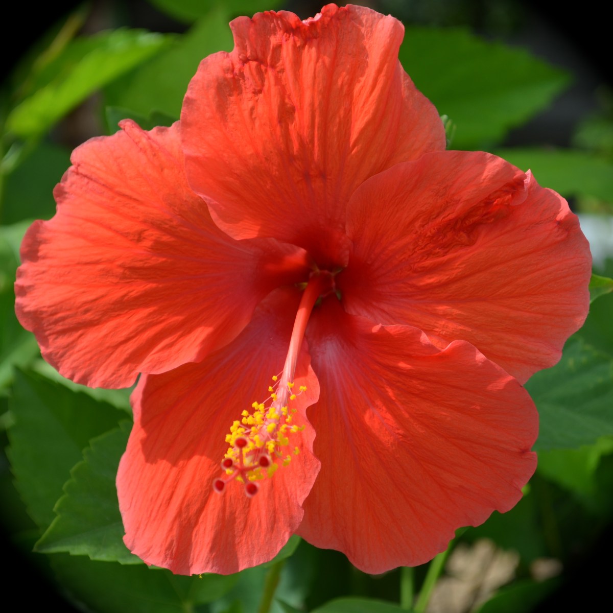 Orange hibiscus