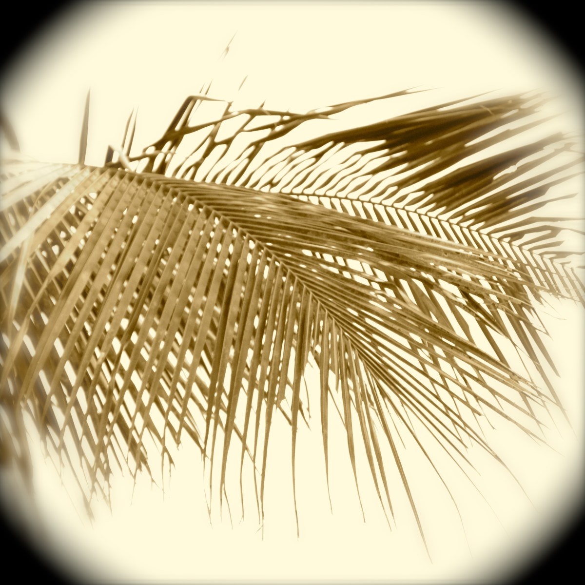 Palm in sepia