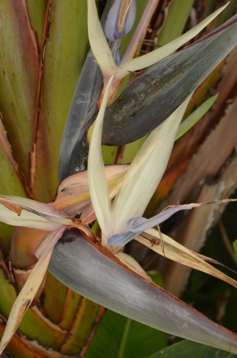 Close-up Bird Of Paradise