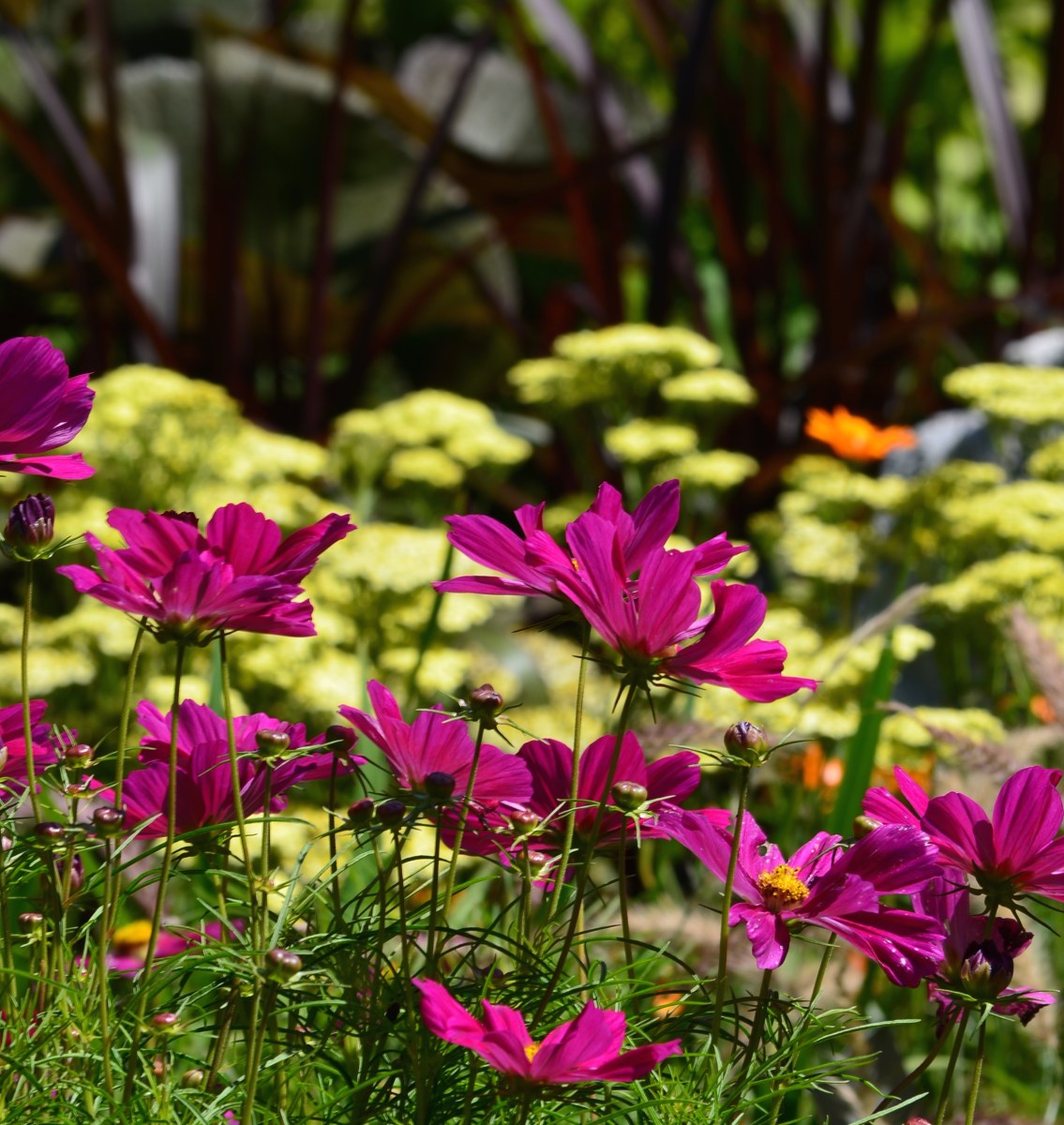 Pink and yellow flower bed