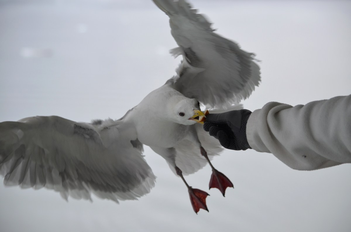 Seagull in flight