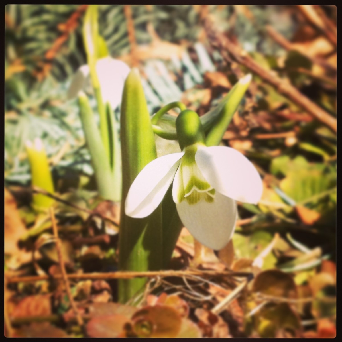 Snowdrops in spring