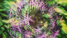 Spinning allium
