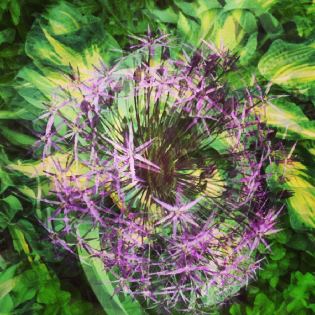 Spinning allium