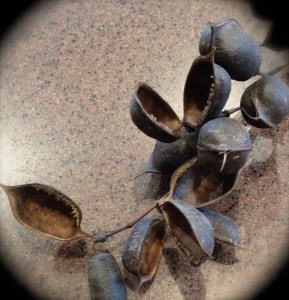 Seedpods 1