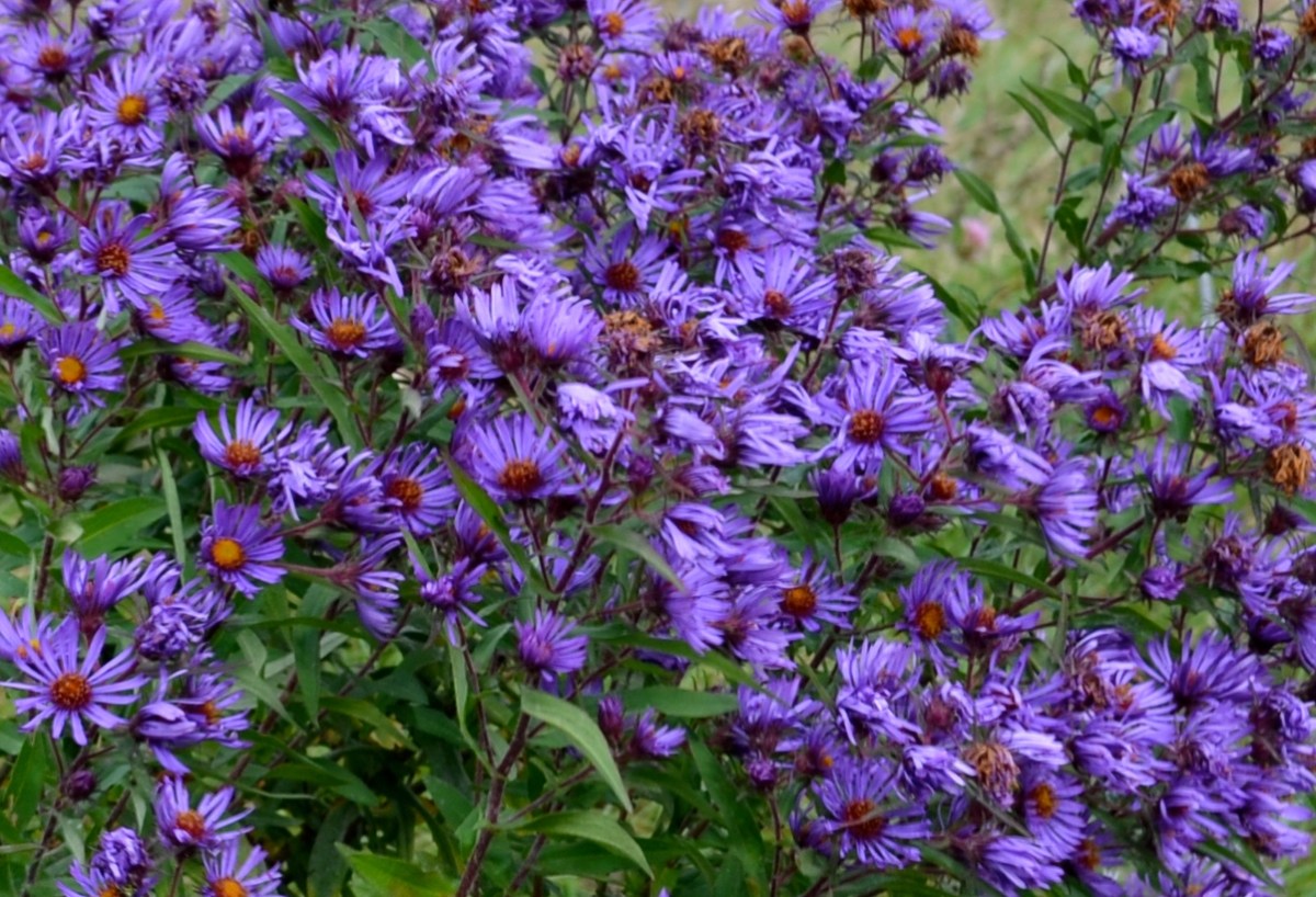 Native flowering asters