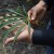 Hemp leaf in hand