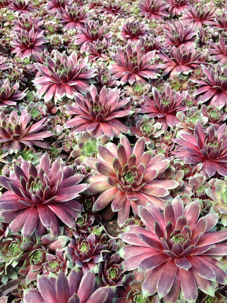 Hens and chicks succulents