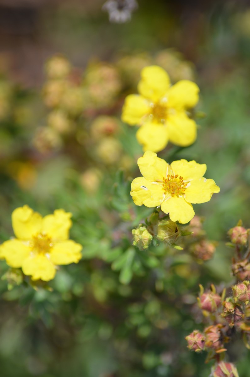 Shrubby cinquefoil