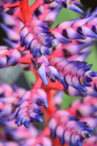 Aechmea 'Blue Rain'