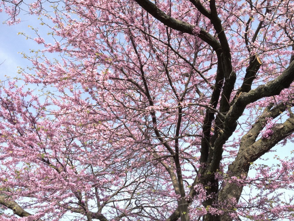 Cercis canadensis L.