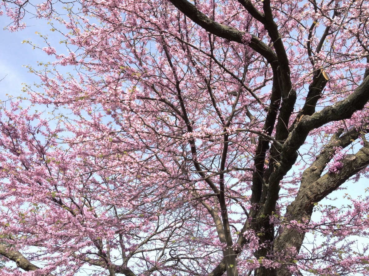 Cercis canadensis L.
