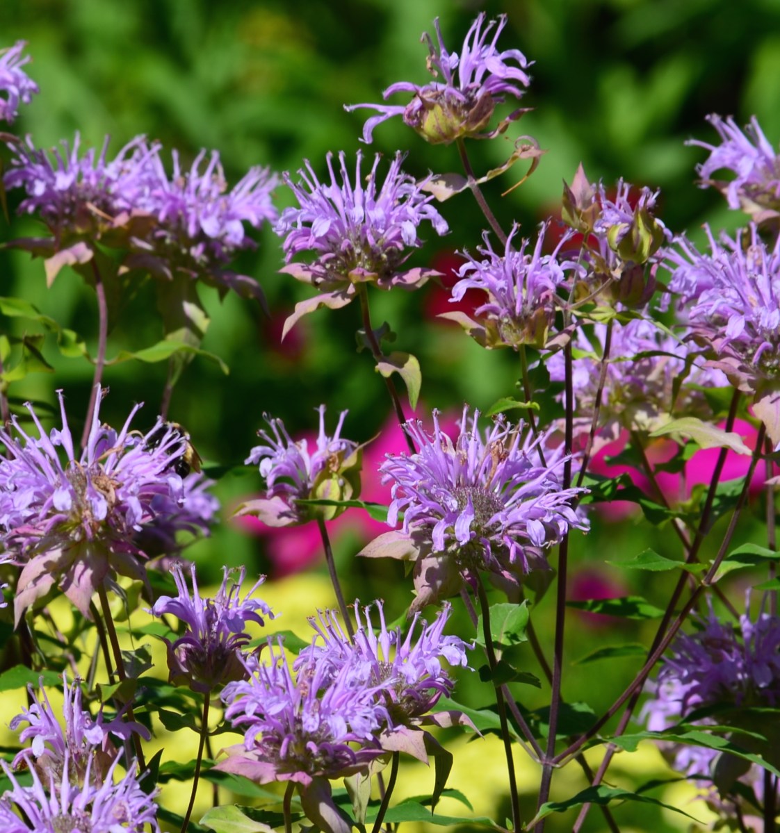 Beebalm uncles