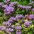 Beebalm