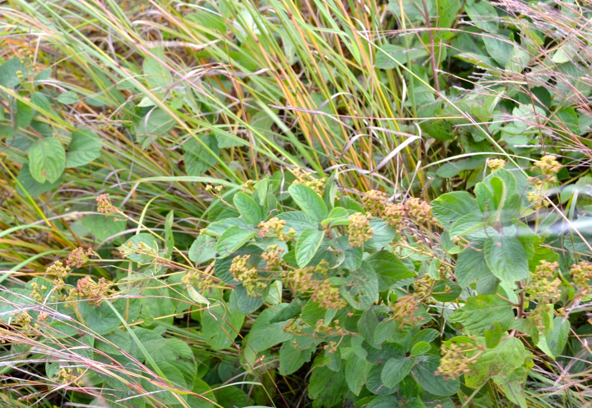 Ceanothus americanus