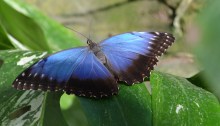 Blue Butterfly