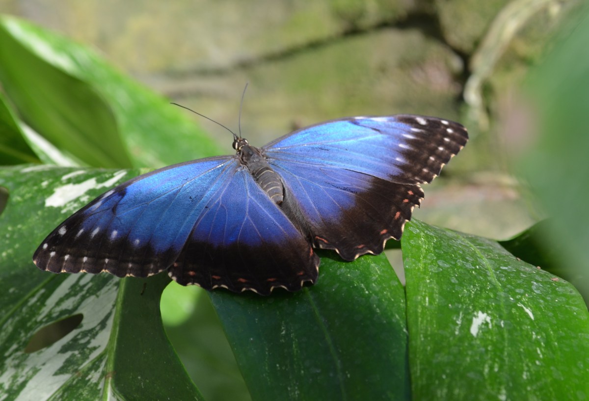 Blue Butterfly