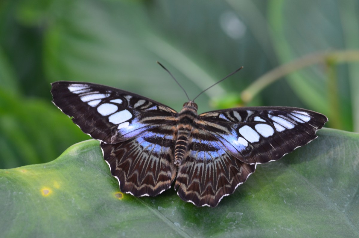 Striped butterfly
