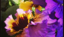 Mixed pansy