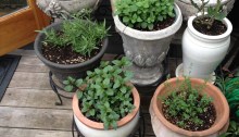 Pots of herbs