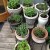 Pots of herbs