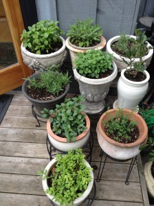 Pots of herbs