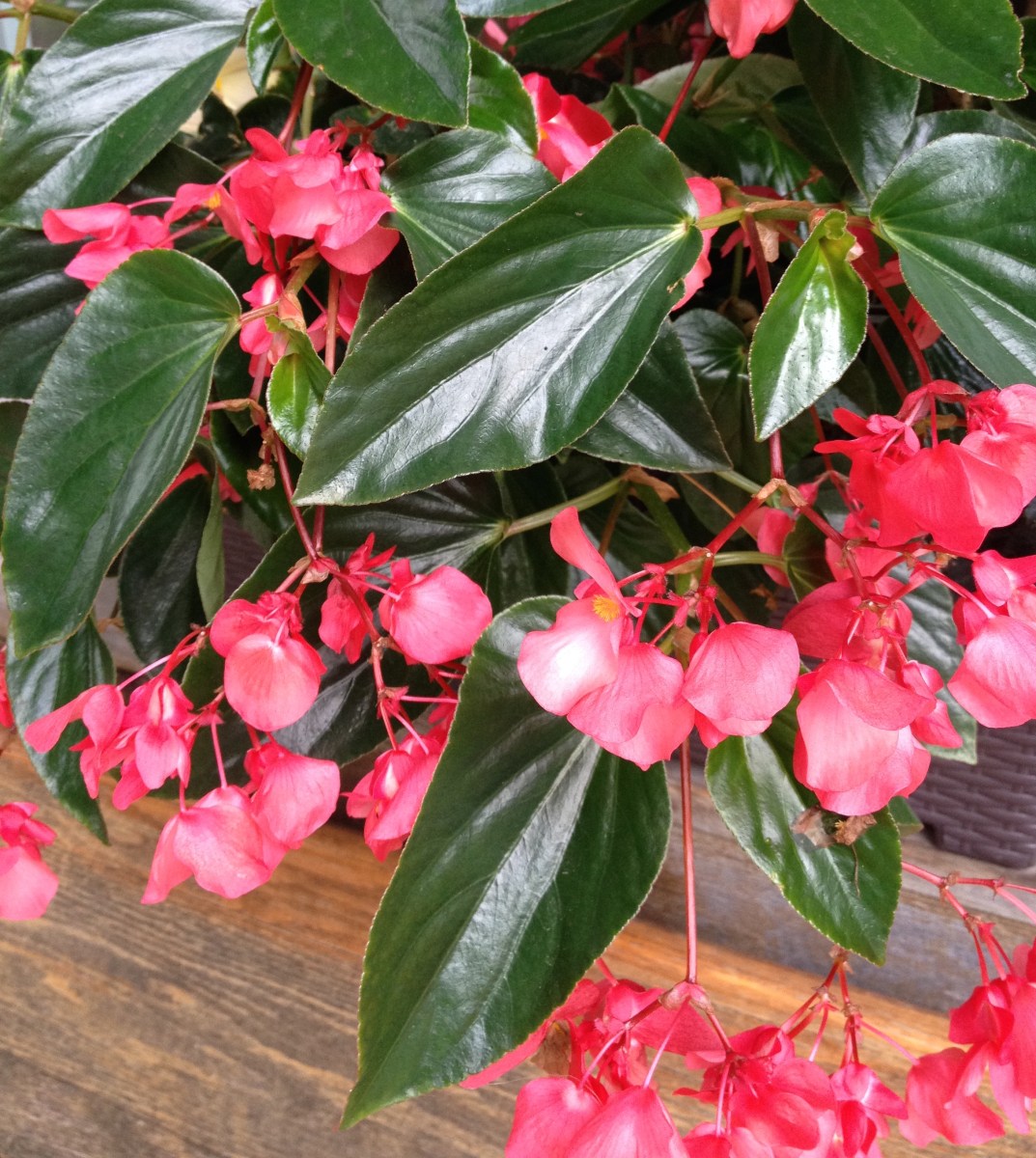Pink begonias