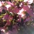 Pink hellebores