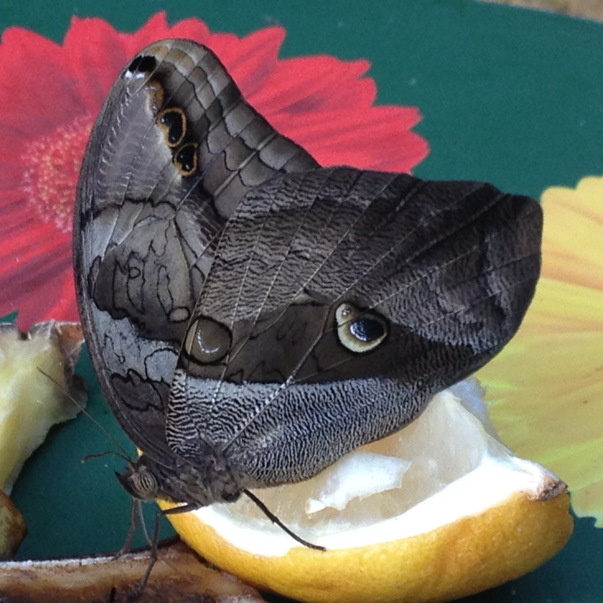 Blue and black butterfly