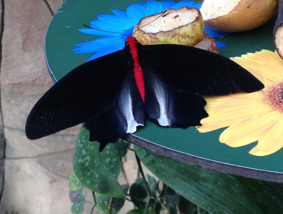 Stealth butterfly