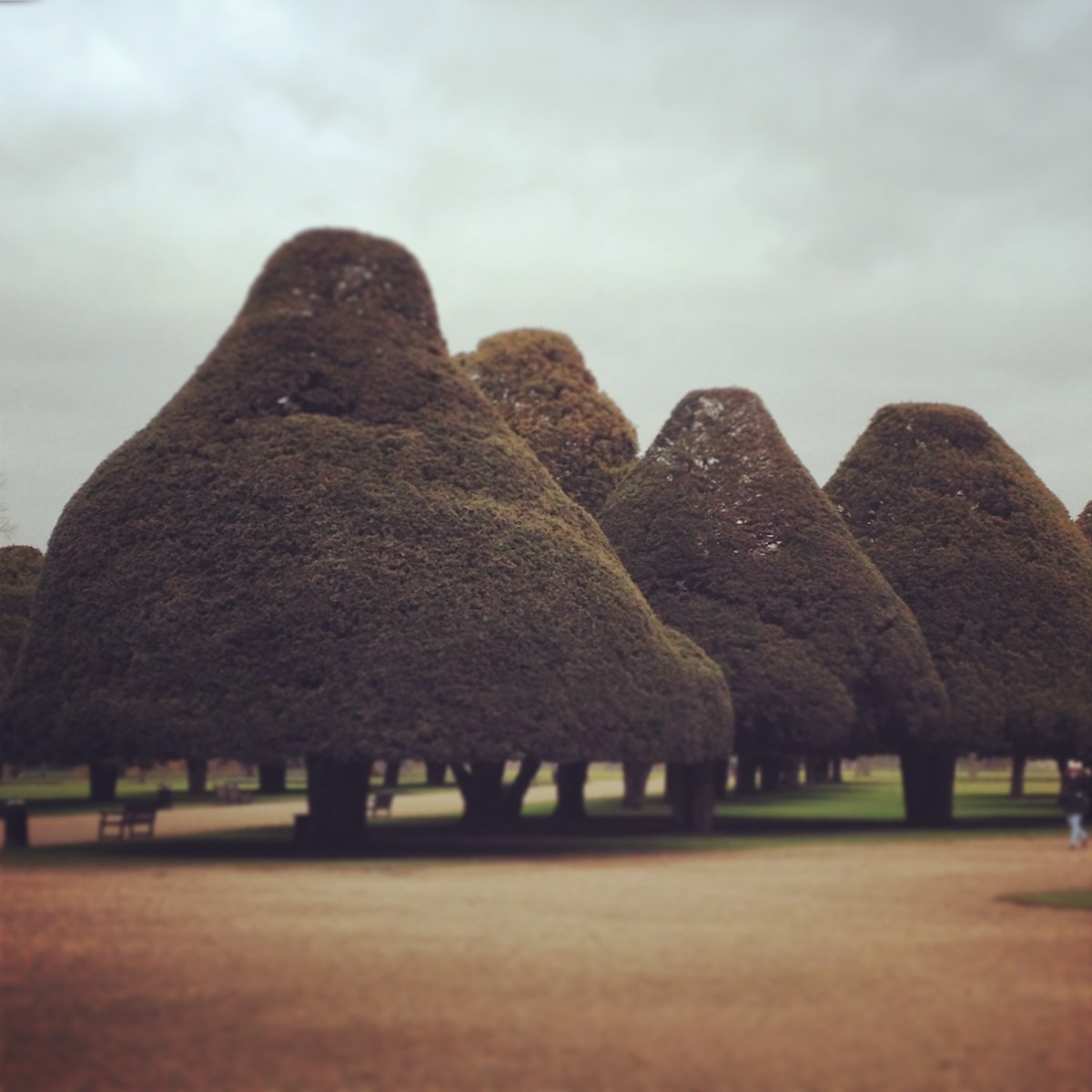 Topiary trees