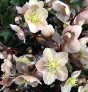 Pink Frost hellebore