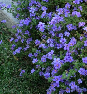 Blue Bubbles in bloom