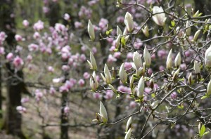 Magnolia blossoms