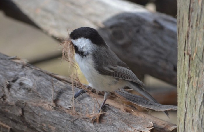 A small bird with wood strips