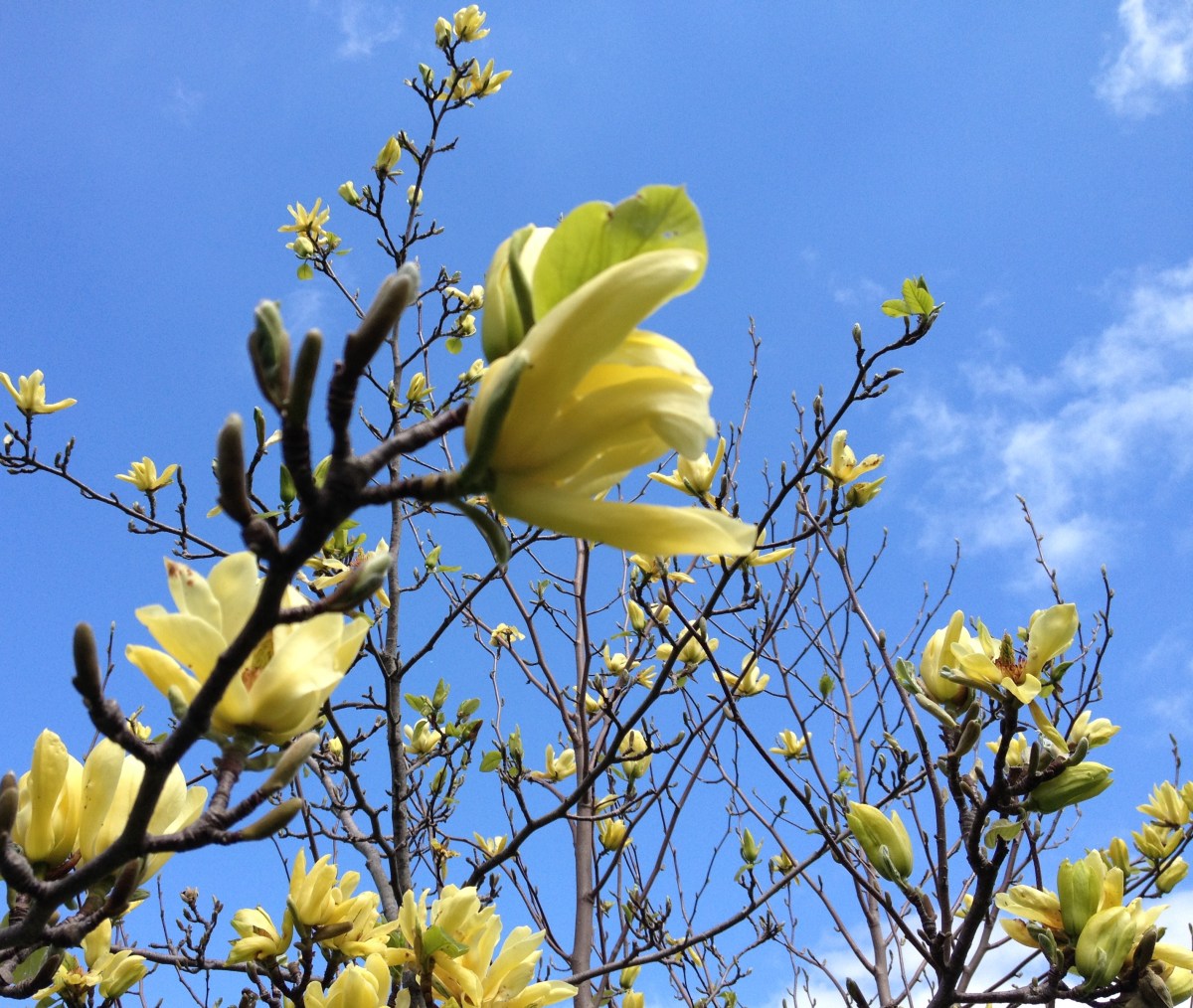 Yellow magnolias
