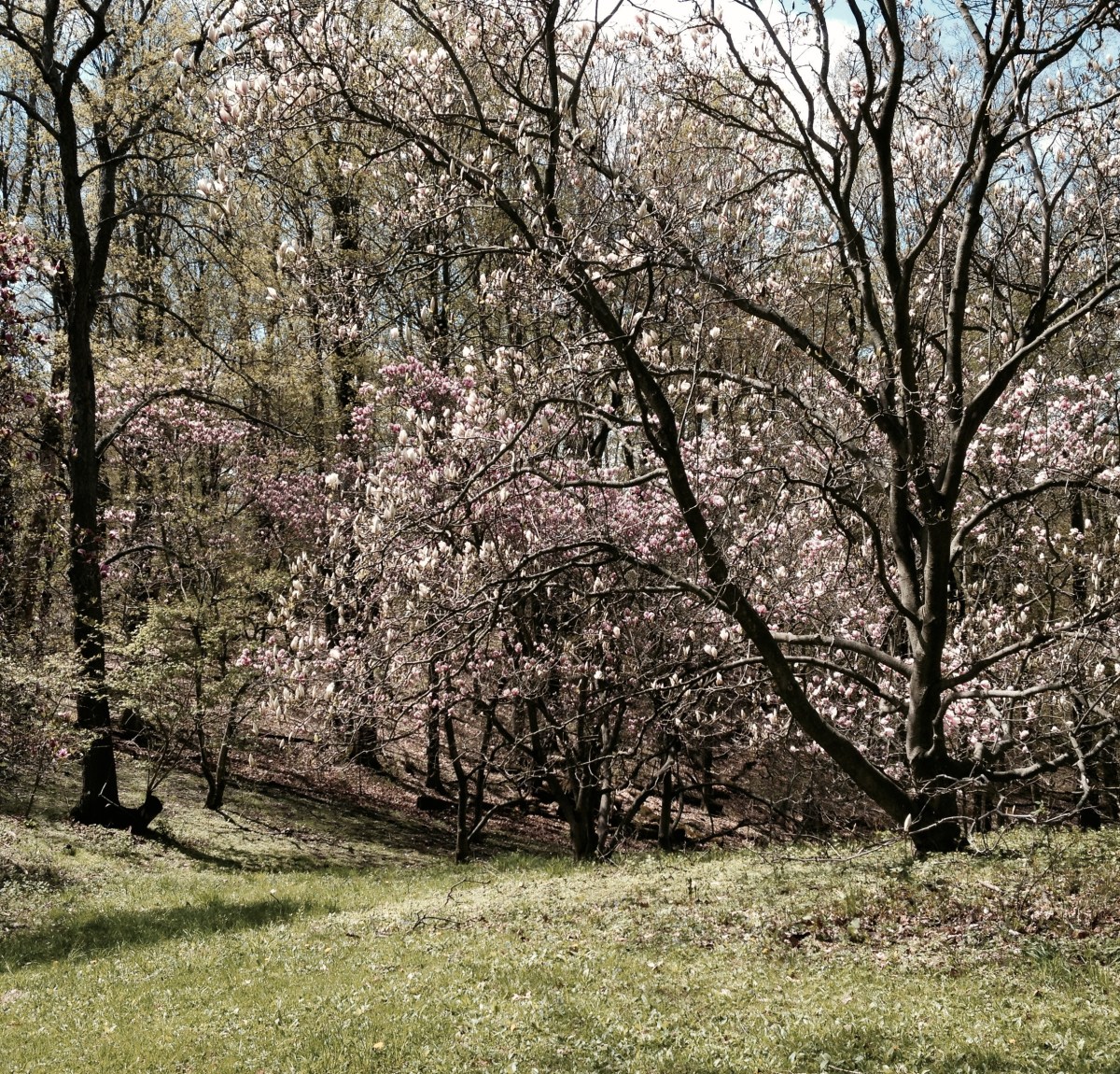 Pink and white blooms