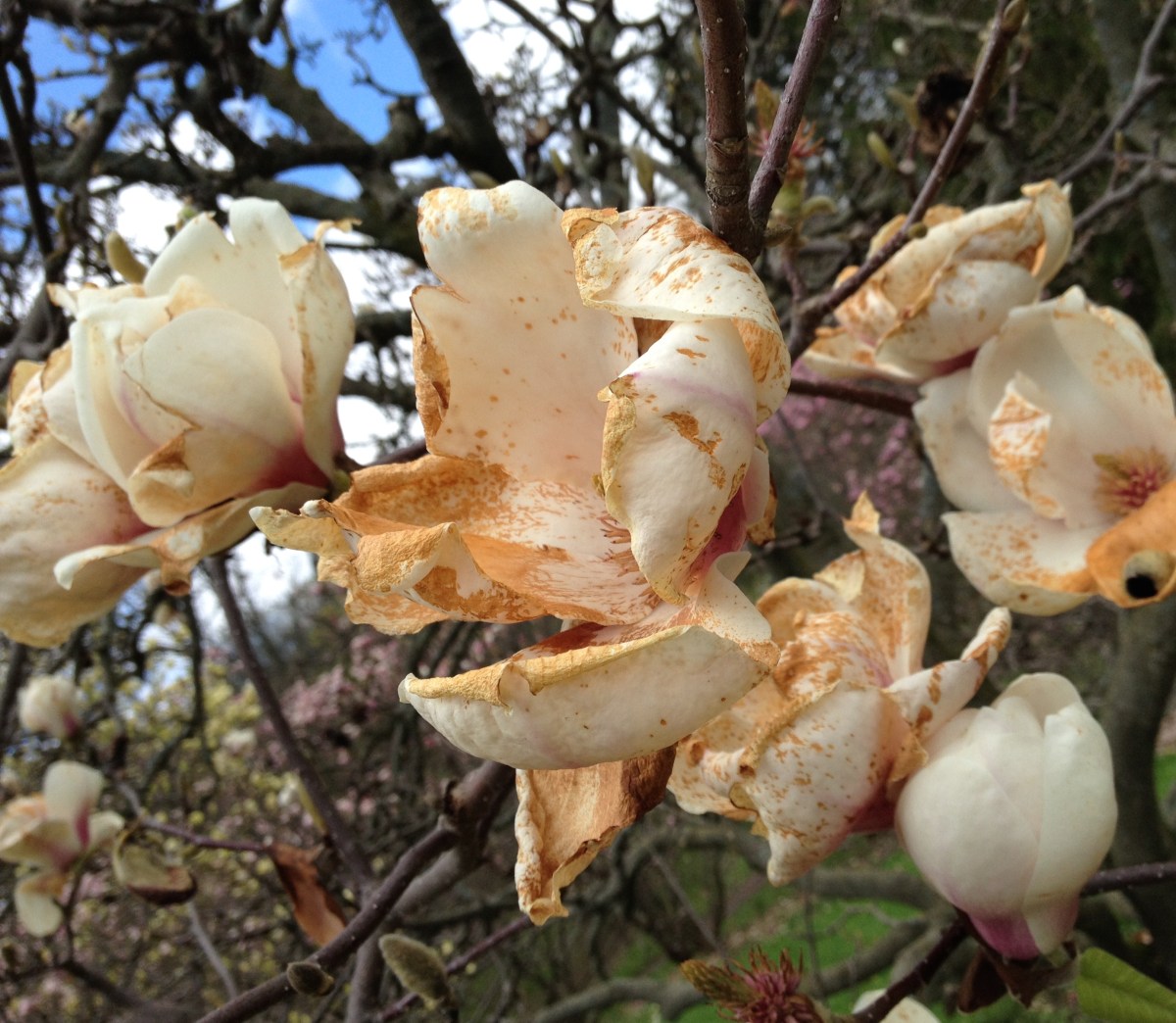 Decaying magnolia