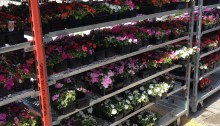 Impatiens on shelves