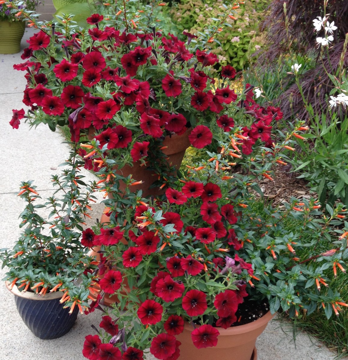 Cuphea and petunia mix 1