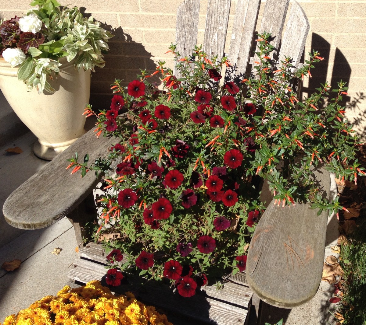 Cuphea and petunia mix 3