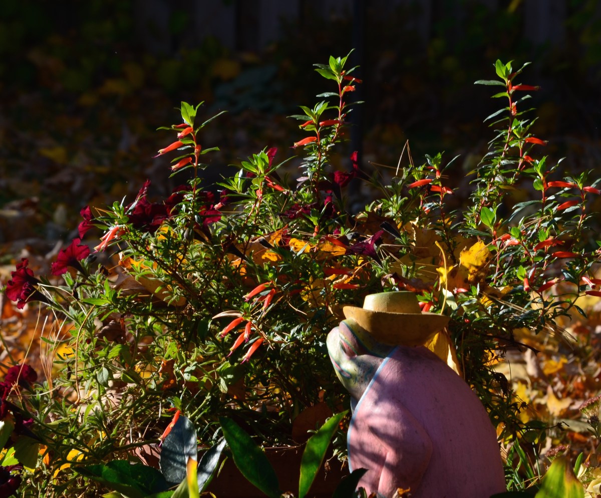 Cuphea and petunia mix 4