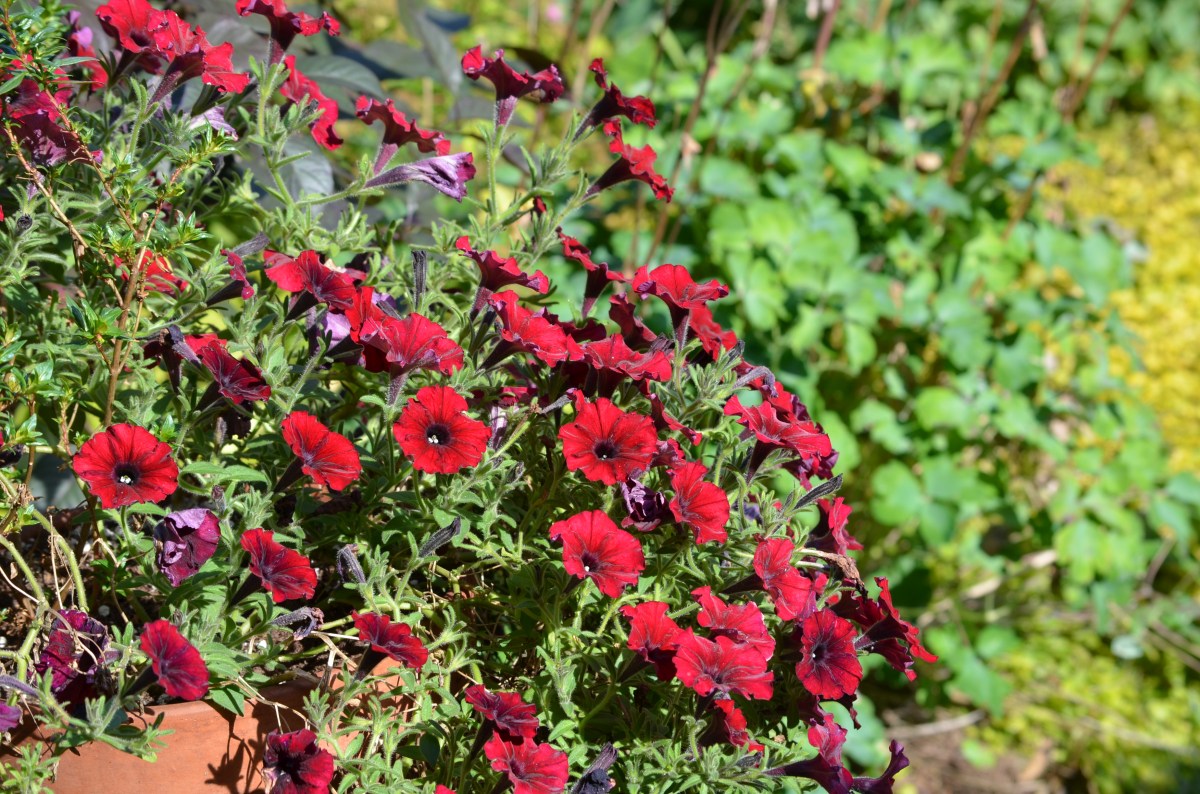 Cuphea and petunia mix 2