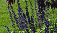 Salvia in September